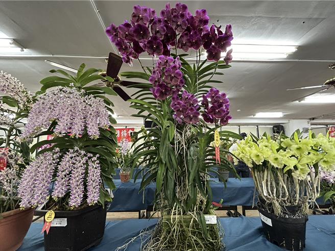 第27屆台灣蘭花節29日登場，今年有3盆蘭花破參展紀錄，分別為高160公分、開出9梗90朵花的全場總冠軍萬代蘭（中），開出20個花梗的「花狐狸」（左），以及開逾20朵花環繞一圈的嘉得利亞蘭（右）。（謝佳潾攝）