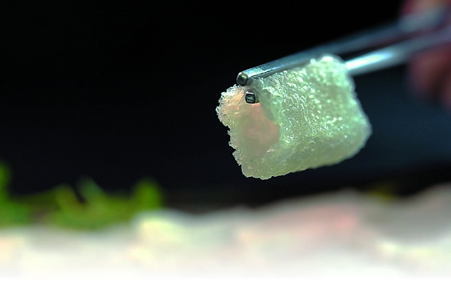 「橘色涮涮屋」的「野生竹笙」，口感脆嫩鮮美。圖／姚舜