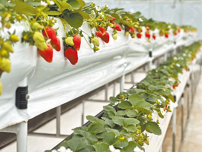 桃园市草莓栽培面积及产量持续成长。（桃园市农业局提供／赖佑维桃园传真）