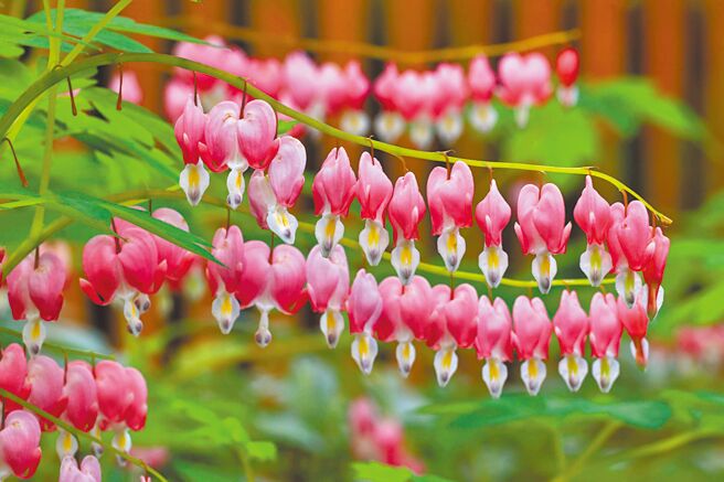 罌粟科的荷包牡丹開花時，懸掛在枝條下十分可愛。（杉林溪自然生態教育中心提供／楊靜茹南投傳真）