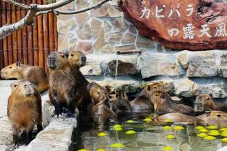 兒童清明連假／國旅親子共遊限量搶購5折起 必存獨家免排隊台味美食！