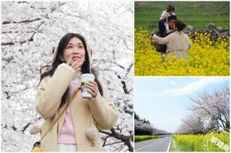 【济州】樱花、油菜花「花开正好」 一次收纳「苦尽柑来」油菜花海＋樱花盛开美景