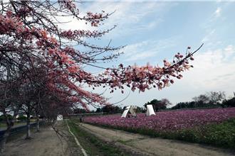 受低溫影響台南西港花旗木花開約2成 遊客賞花興致不減