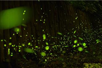 賞螢季將至 新北推50處螢光祕境