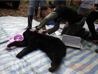 台中烏石坑昨天救援小黑熊 今不明原因猝死將解剖釐清