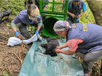 花蓮卓溪落單小黑熊誘捕到了！將照養野訓後評估野放