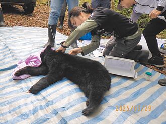台中 小黑熊中套索受困 林業署救援