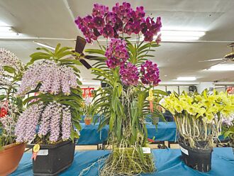 屏東 蘭花節登場 冠軍作品連破紀錄