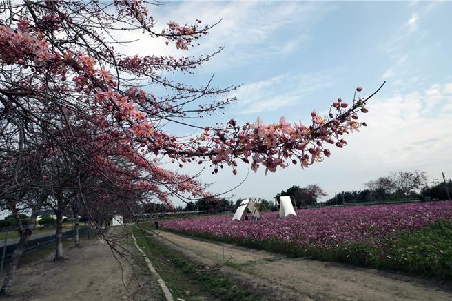 每年3月中是台南市西港区金砂花旗木花季，今年受到连续几波低温的影响花期延后，目前仅有2成绽放。（台南市政府提供／洪荣志台南传真）