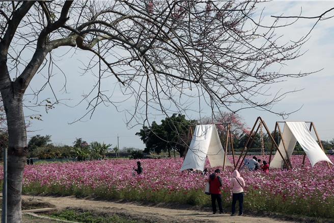 台南市西港区金砂社区向台糖承租花旗木旁约1.8公顷土地，种植向日葵、波斯菊等，近期花海已绽放，吸引不少游客拍照。（台南市政府提供／洪荣志台南传真）