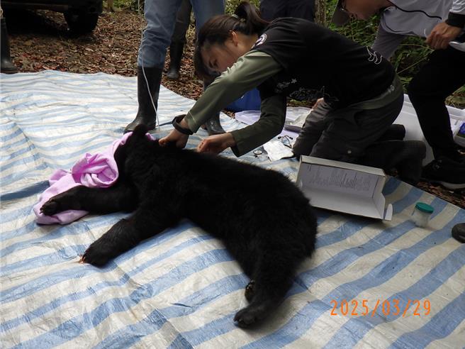 兽医师团队昨天将黑熊麻醉后于现场进行初步检伤处置。（林保署提供／李京升台中传真）