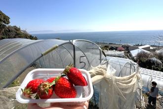 靜岡採草莓居然不限時間！再讓你包場溫室、大吃超甜美石垣莓！
