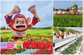 桃園彩色海芋季 俏麗活潑惹人愛 順道採草莓「趣」！