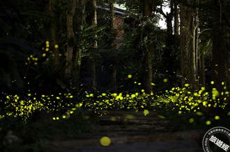 新北賞螢季將開跑 推賞螢攻略，50處螢光秘境名單全都露！