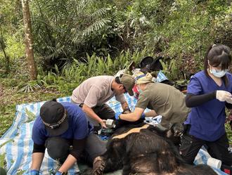 成年公黑熊去年入侵雞舍遭逮 野放後3個月受困附近森林陷阱
