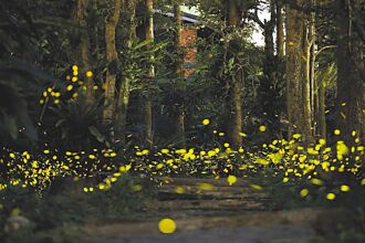 賞螢季將至 新北推50處祕境