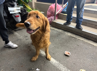 黄金猎犬迷失街头「见人猛露灿笑」 暖心警买罐头喂食找失主