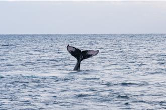 大翅鯨現身墾丁海域 目擊者驚呼：太美了
