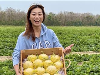 高雄試種洋香瓜「天使」脫穎而出 年底擴大生產