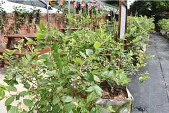 苗栗後龍試種藍莓有成 縣長大力推動栽種