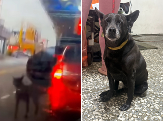 台中遭丟棄黑狗找到了！飼主辯「太吵趕下車」 動保處開罰1萬5千元