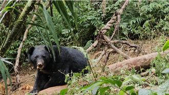 林保署與台東桃源部落協力 成功救援2受困黑熊