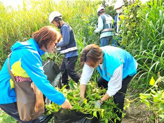 小花蔓澤蘭入侵新店溪溪洲公園 高灘處、社區大學攜手剷除