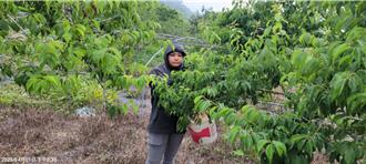 獨家》百年梅樹再現生機！高雄六龜梅樹認養計畫創佳績