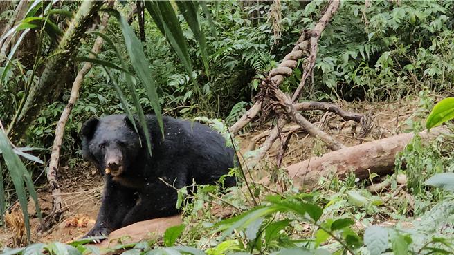 桃源栖地巡守队31日发现黑熊（公熊）受困。（林业保育署台东分署提供／蔡旻妤台东传真）