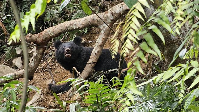 桃源栖地巡守队31日发现黑熊（母熊）受困。（林业保育署台东分署提供／蔡旻妤台东传真）