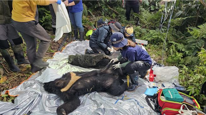 野湾野生动物保育协会到场处理黑熊前肢外伤。（林业保育署台东分署提供／蔡旻妤台东传真）