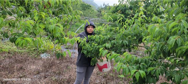 民眾参与梅子DIY体验，包括手採梅子、做梅酒及梅酱等。（林雅惠摄）
