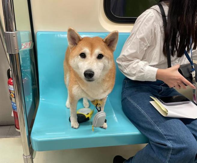 响应2025国际宠物日，台北捷运12日推出4部「狗狗友善列车」，分别从淡水信义线象山、淡水站发车，来回共16班次，不须事先报名即可搭乘。（本报资料照）