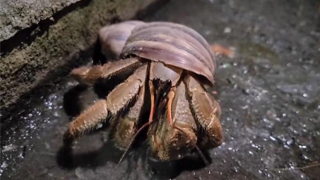 两名台籍男子涉嫌非法持有近千只珍稀保育类「陆寄居蟹」，在冲绳宫古岛落网。（报系资料照）