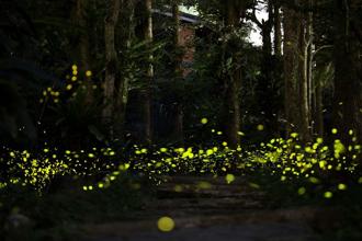 賞螢季將至 新北市推50處夏夜「螢光秘境」