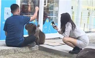 高雄寵物園區爆虐待動物 狐獴被吊起摔傷、水豚泡塑膠桶