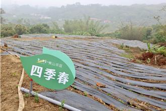 台南擺脫無茶縣市 手搖飲業者打造東山15公頃茶園