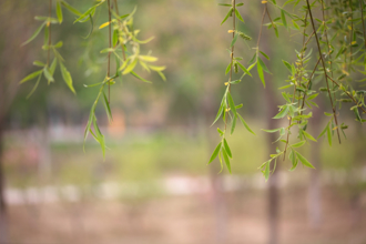 「清明」節氣到！4生肖易罹病、破財又遭陷害