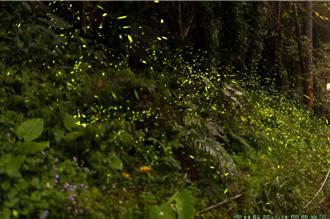 雲林螢火蟲季4月報到 21條觀賞路線邀你漫步華山