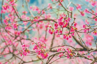 櫻花近了春天亦不遠矣 玉山神學院、樹湖步道現櫻蹤