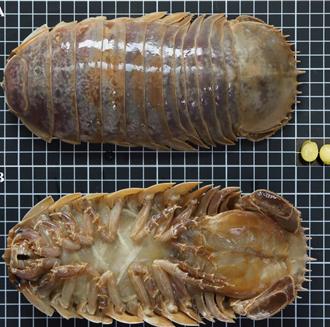 新物種南海現蹤！台南大學發表「西沙深水虱」