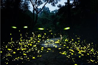 北橫賞螢地圖出爐！桃園大溪、復興區綠色螢光點亮夜空