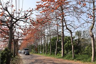 春季過敏來襲 醫師揭「花粉熱」症狀與防護對策