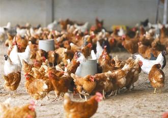 候鸟迁徙加剧韩国禽流感 北返预警吁台湾业者加强防疫