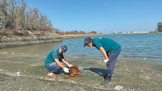 台南 1999月接1.6萬通 有人打來念經