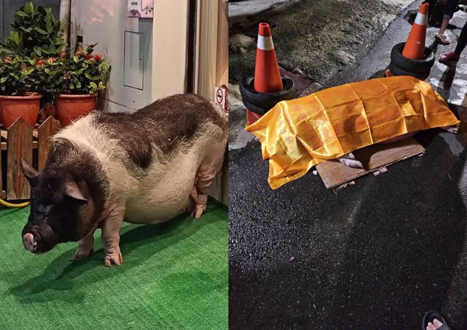 新竹市的明星豬妞妞，在逛大街時遭轎車撞擊死亡。（翻攝臉書／新竹大小事）