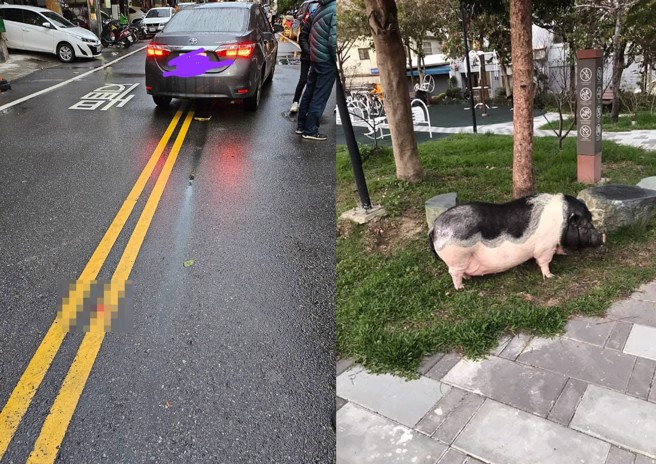 新竹市的明星豬妞妞，在逛大街時遭轎車撞擊死亡。（翻攝臉書／新竹大小事）