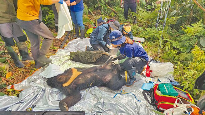 台东县延平乡桃源栖地巡守队3月31日发现2只受困黑熊，野湾野生动物保育协会到场处理黑熊前肢外伤。（林业保育署台东分署提供／蔡旻妤台东传真）