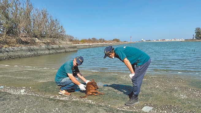 台南1999市民服務專線平均每月受理約1.6萬件，其中動物援助即占大宗。（動保處提供／曹婷婷台南傳真）