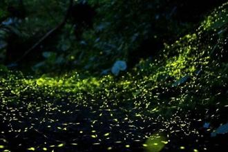 春遊小礁溪「火金姑的故鄉」 4／9起生態解說開放報名